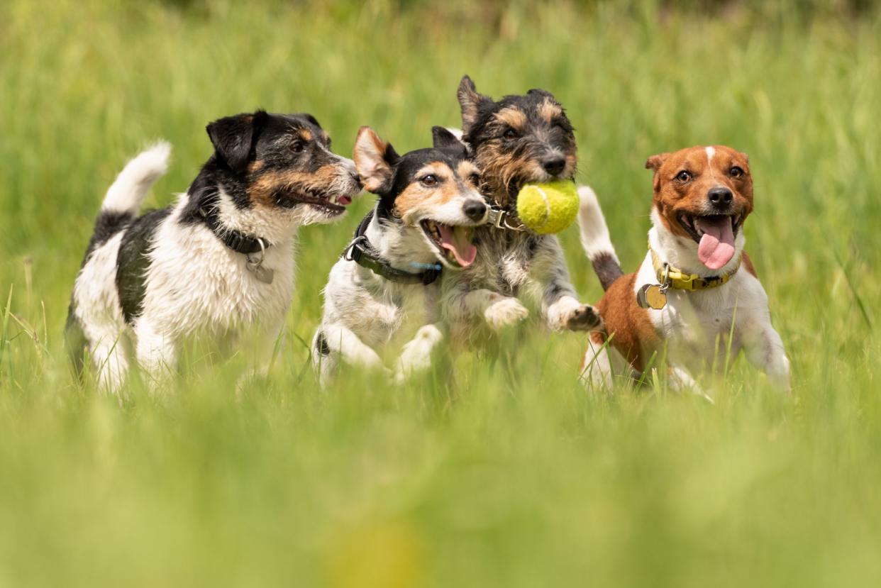 Many dogs run and play with a ball in a meadow - a pack of Jack Russell Terriers