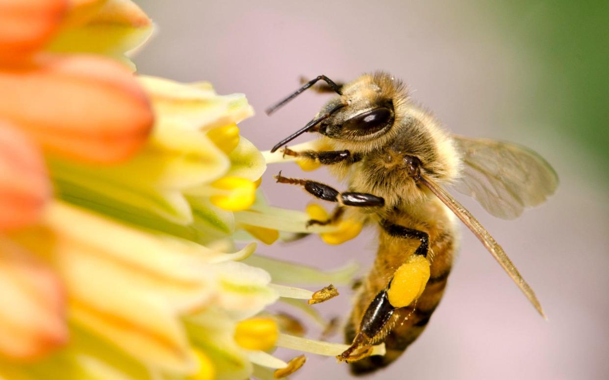 Every bee knows its place: the honey bee - Getty 