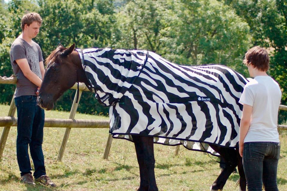 A horse wearing a zebra striped coat (AP)