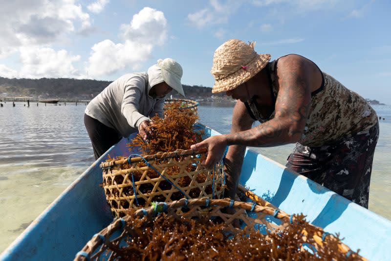 Bali islanders turn to kelp farming as tourism dries up due to COVID-19