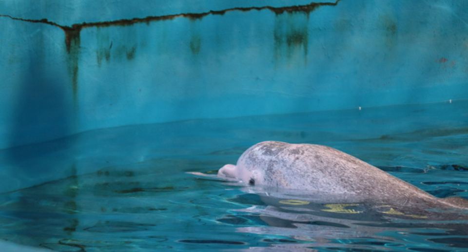 The Chinese white dolphin in a tank at Nanning Zoo.