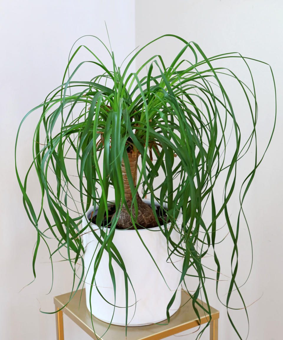 ponytail palm  in white pot