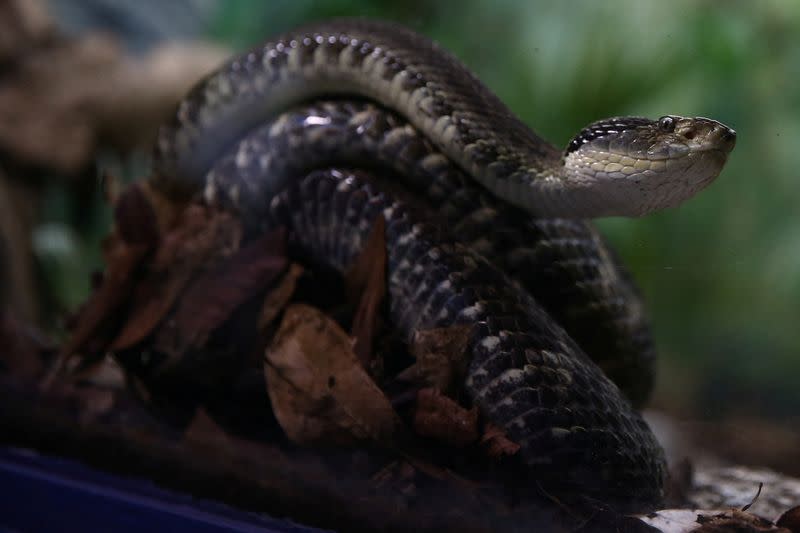 Brazilian study uses fruits compound to neutralize snake poison