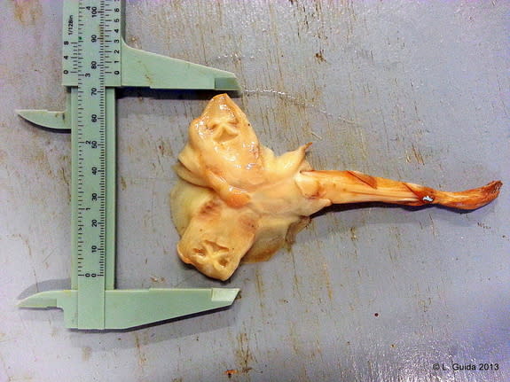 The two-headed fiddler ray fetus, as seen from the bottom.