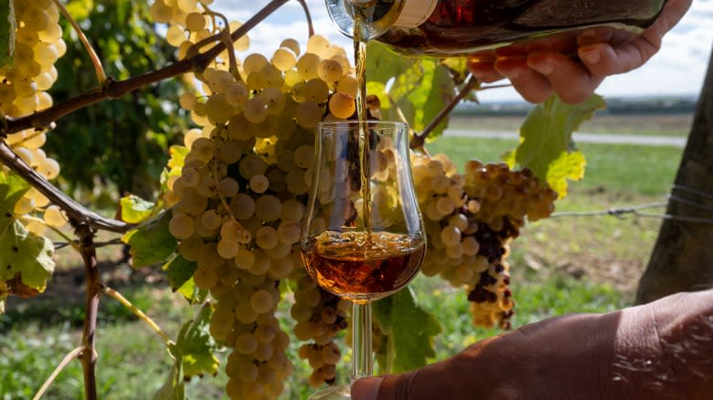 cognac in Ugni Blanc vineyard