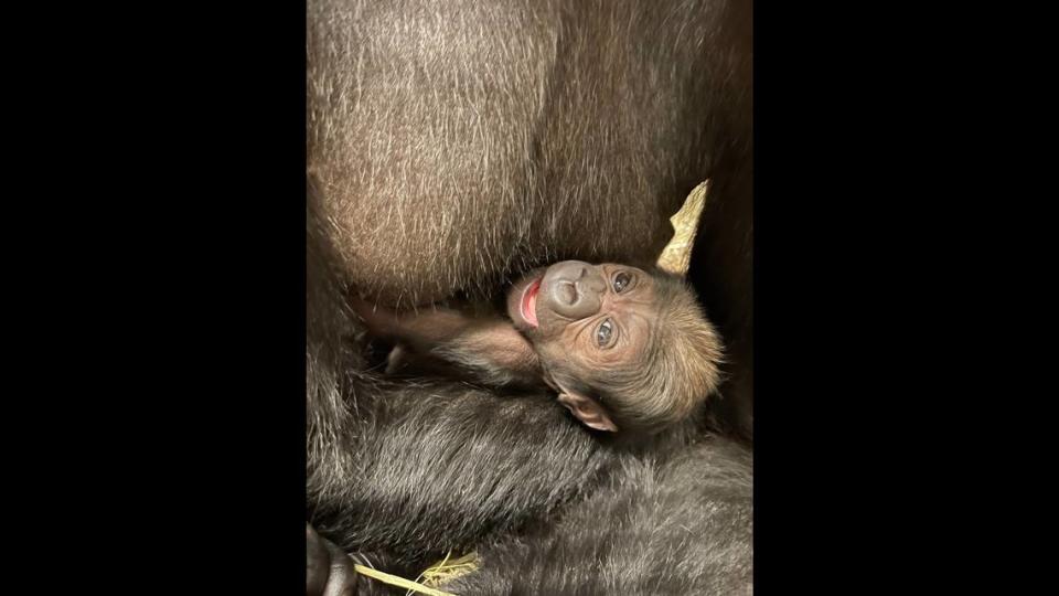 The new babe joins the zoo’s group of gorillas, or troop, which consists of five others, the zoo said.