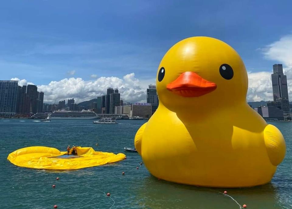 打孖變獨游
大黃鴨正式展出首日疑漏氣　餘下一隻獨留水面（圖片：讀者提供）