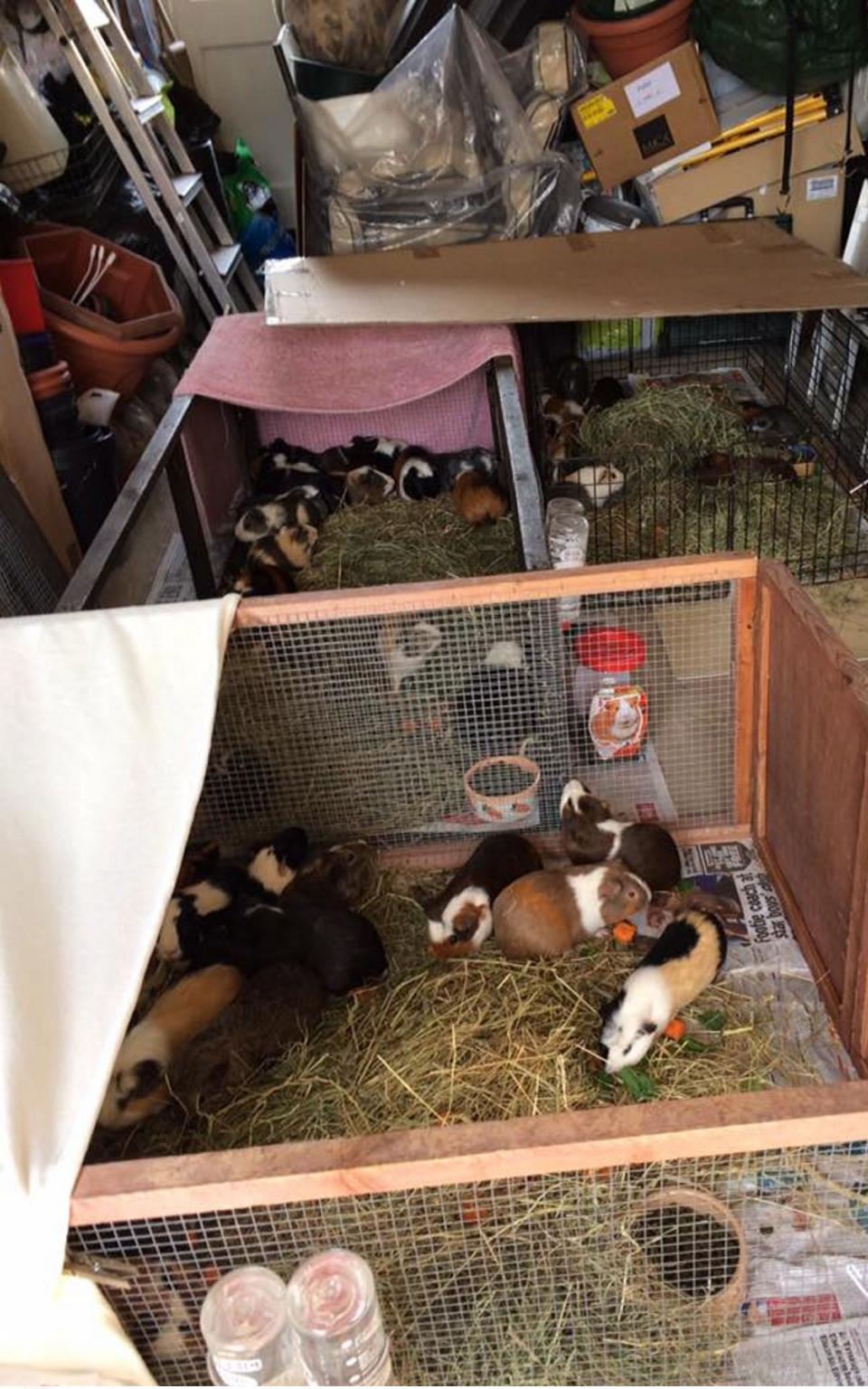 Attack of the guinea pigs!  - Credit: © Worthing Guinea Pig Rescue/Solent News /Worthing Guinea Pig Rescue/Solent News & Photo Agency