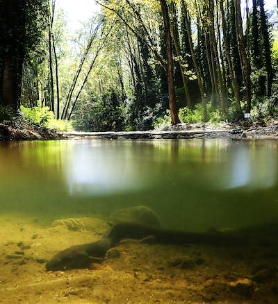 A European eel down the Ter river. Lluís Zamora, Author provided
