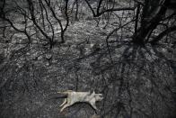 An animal lies dead after a wildfire in Varibobi area, northern Athens, Thursday, Aug. 5, 2021. Forest fires fueled by a protracted heat wave in Greece raged into Thursday, forcing the evacuation of dozens of villages as firefighters managed to prevent the flames from reaching the archaeological site at the birthplace of the ancient Olympics. (AP Photo/Lefteris Pitarakis)