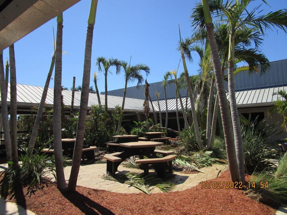 The courtyard of The Sanibel School covered in palm tree branches.