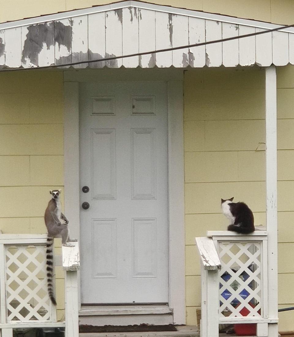 King Julian outside an Aransas Pass residence.