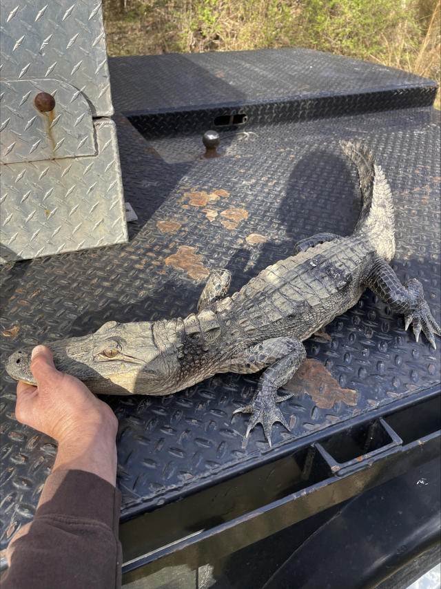 Outdoor Boys - Went alligator fishing and while I lost a