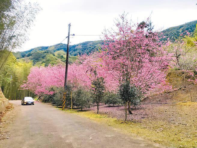 雲林縣古坑鄉草嶺村石壁山區的櫻花季與森林療癒基地近年吸引大量遊客入山，但聯外道路的路幅仍是產業道路等級。（周麗蘭攝）