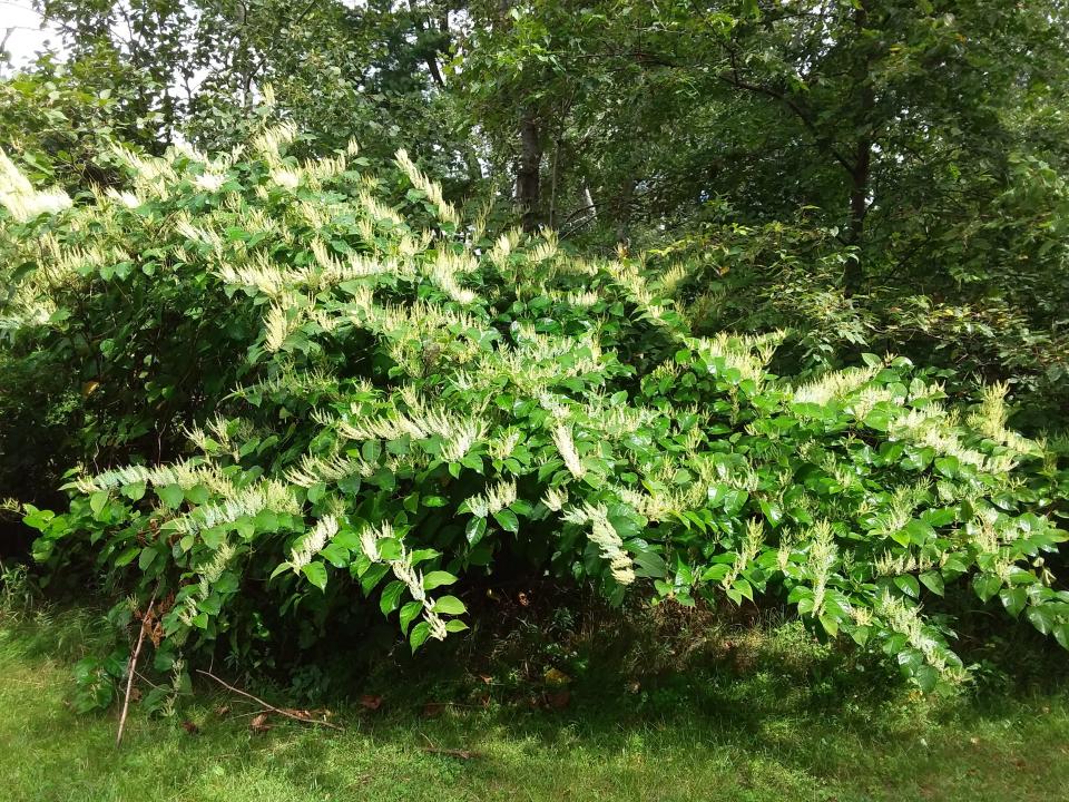 Japanese knotweed is seen in flower. Yellowish-white flower spikes appear in August and September, making now the best time of year to identify and report occurrences of this invasive species.