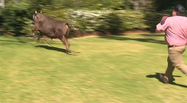 Winston's handler said the steer hadn't been in public for a while. Source: 7 News