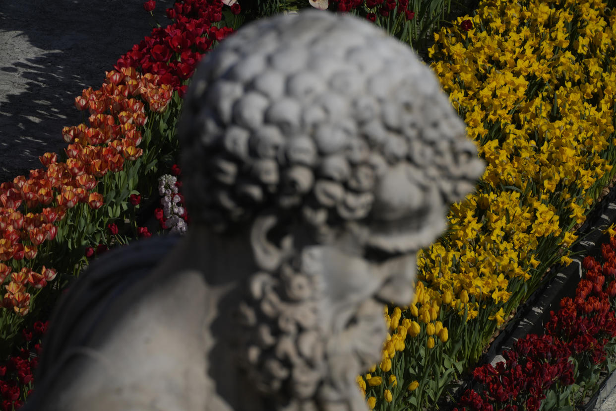 The marble statue of St. Peter towers one the floral decorations in St. Peter's Square at The Vatican where Pope Francis will celebrate the Easter Sunday mass, Sunday, April 9, 2023. (AP Photo/Gregorio Borgia)