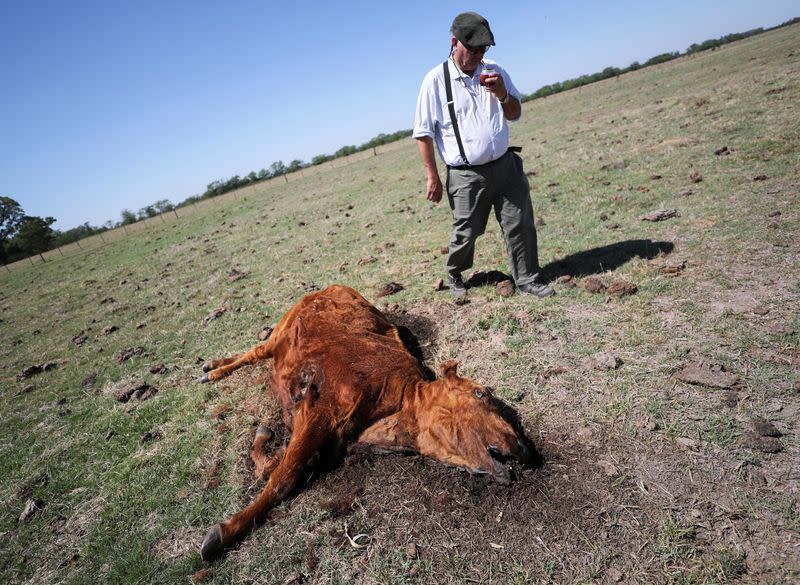 FILE PHOTO: Arid wheat fields and dead cows: a snapshot of Argentina's worst drought in decades