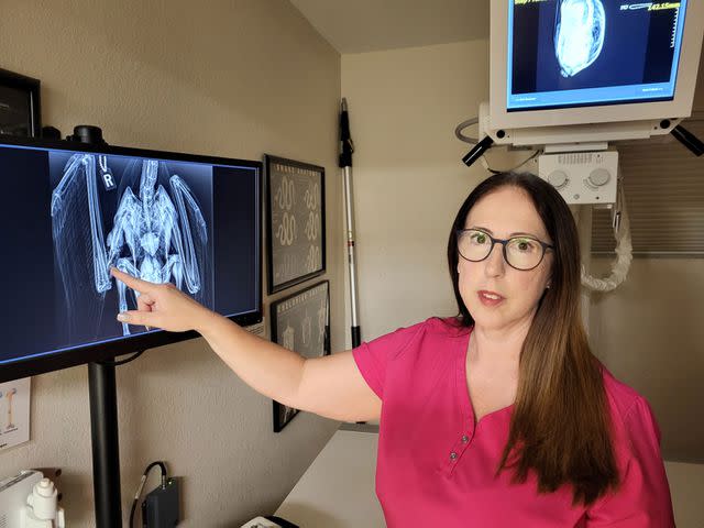 <p>Florida WIldlife Hospital</p> Florida Wildlife Hospital veterinarian Dr. April Greer points out the compound fractures in one of the injured pelican's wings