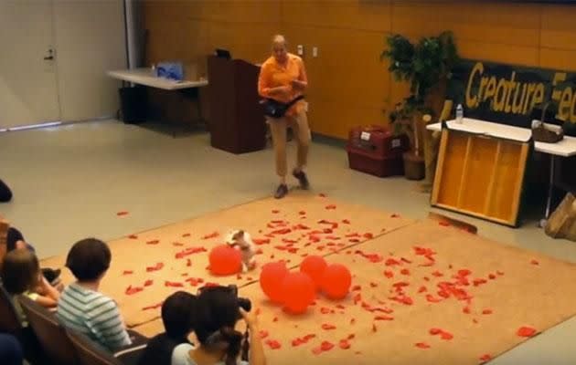 The pup popped 100 balloons in 39.08 seconds. Photo: YouTube