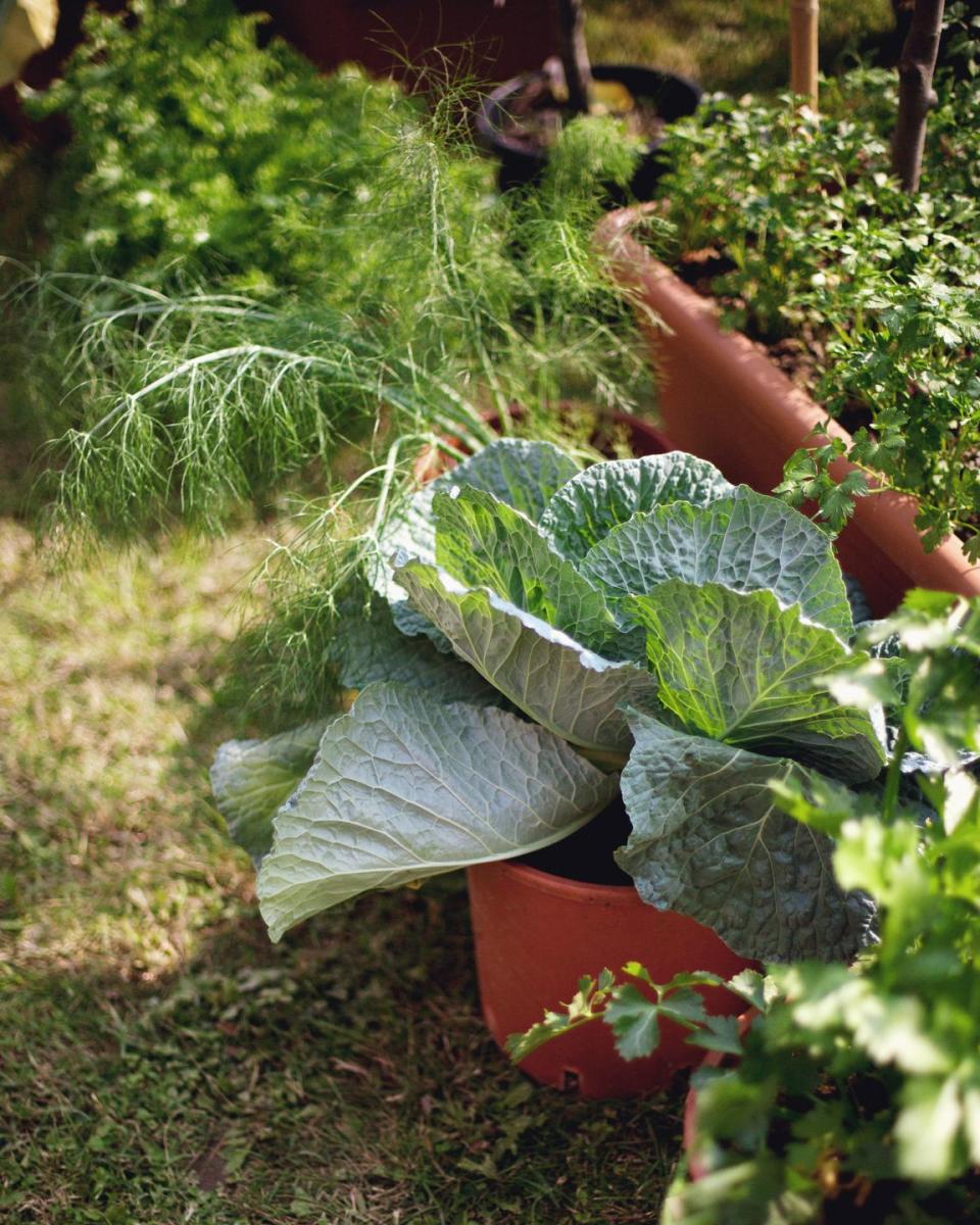 2) How to Grow Cabbage in a Container