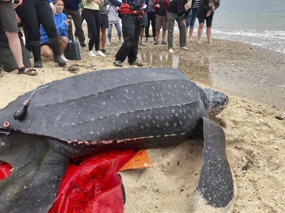 Leatherback rescue