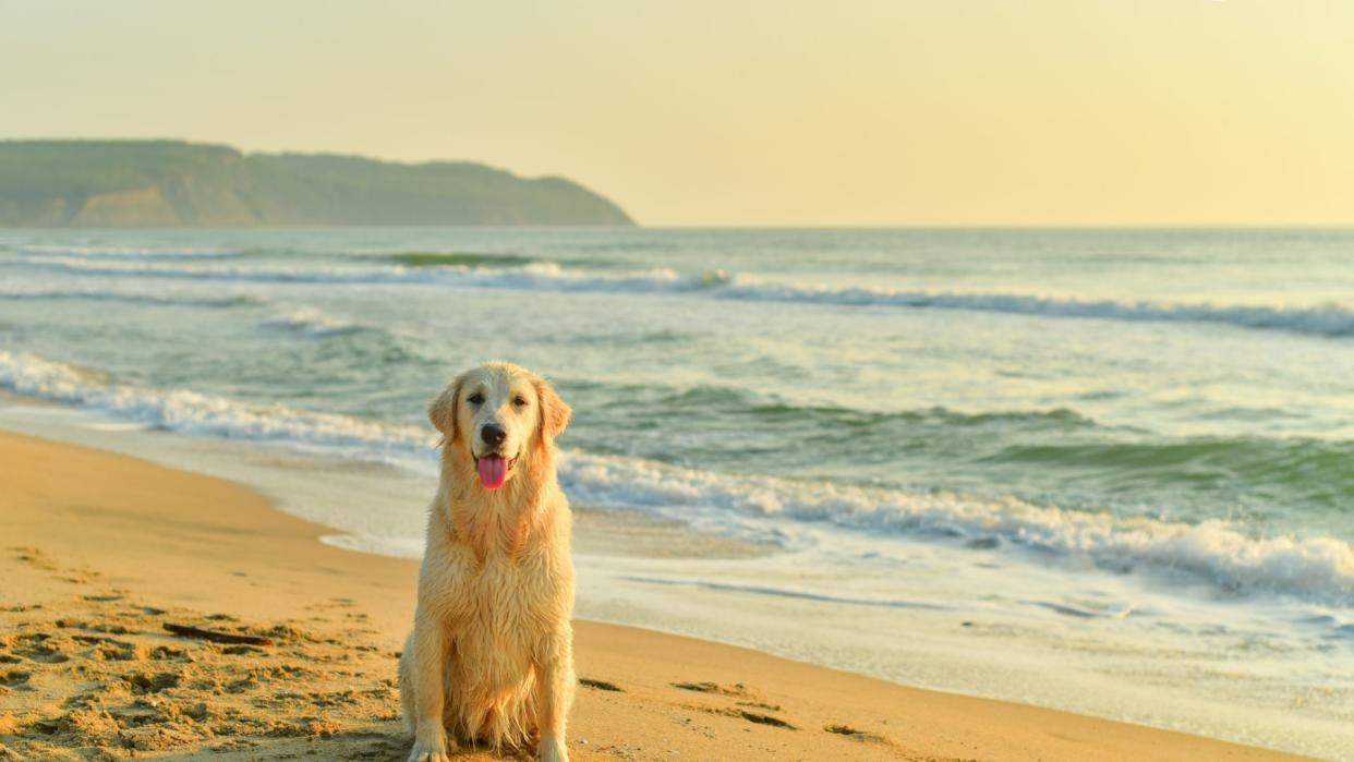 Dog sitting on the beach