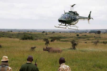 Kenya Wildlife Service (KWS) personnel on board of a helicopter try to tranquillise a female black rhino before transporting it as part of a rhino translocation exercise In the Nairobi National Park, Kenya, June 26, 2018. REUTERS/Baz Ratner/Files