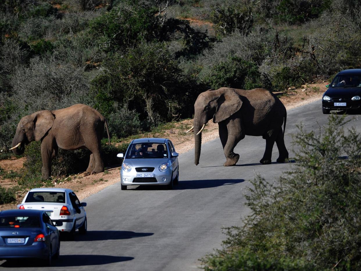 Elephants, pictured here in South Africa, can often be endangered when then wander near human settlements: Christophe Simon/AFP/Getty