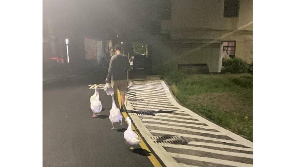 新竹市黃姓男子生前常帶著大白鵝逛大街，被稱為「 鵝爸爸」。取自臉書社群新竹爆料公社