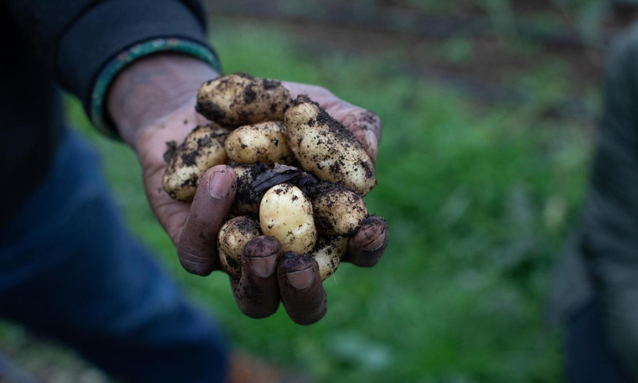 <span>The study found dishes doing the least harm to biodiversity were those with starchy ingredients, such as potato and wheat.</span><span>Photograph: Intisar Abioto/The Guardian</span>