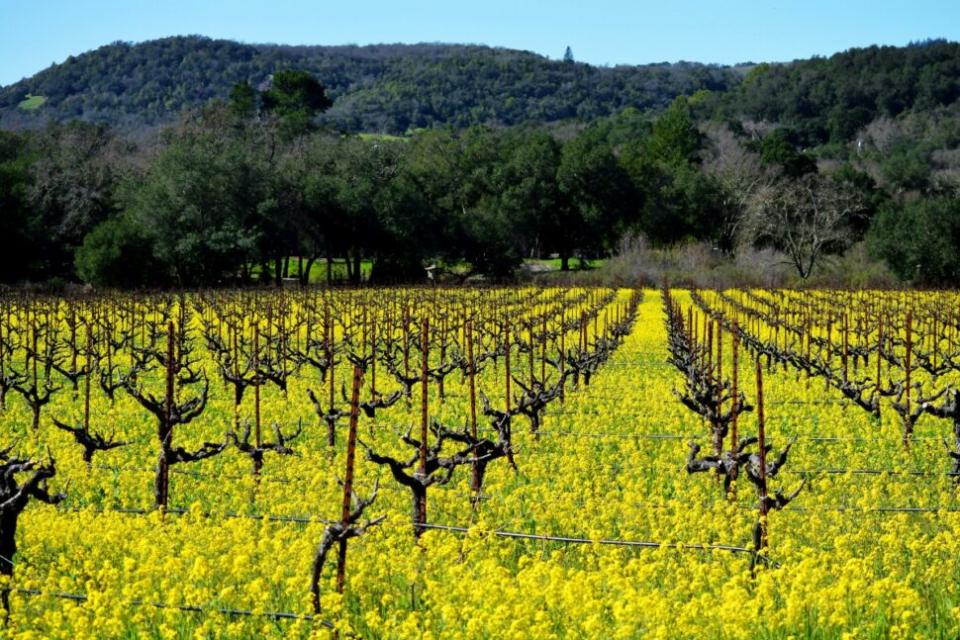 vineyard in Sonoma, CA, USA