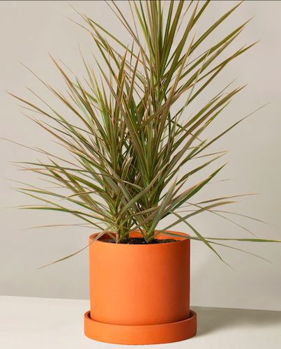 Medium Dracaena Marginata