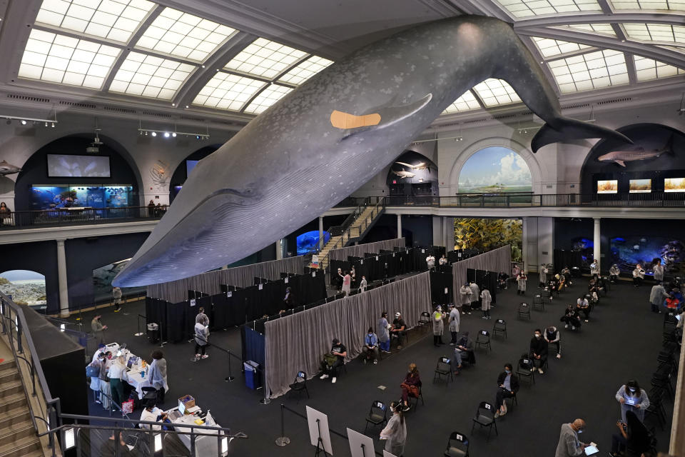 FILE - People rest in the observation area, at right, after receiving COVID-19 vaccinations under the 94-foot-long, 21,000-pound model of a blue whale, in the Milstein Family Hall of Ocean Life, at the American Museum of Natural History, in New York, Friday, April 23, 2021. After months of coaxing people to get vaccinated against COVID-19 with incentives like museum tickets and transit passes, New York City is sweetening the pot by offering $100 to any city resident who gets a first dose of a coronavirus vaccine at a city-run site, Mayor Bill de Blasio said Wednesday, July 28, 2021. (AP Photo/Richard Drew, File)