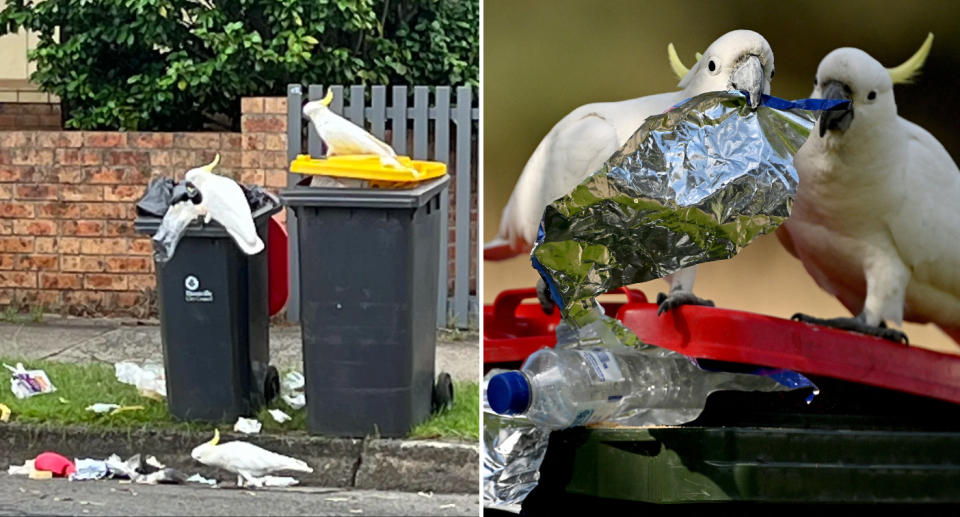 Images of cockatoos sifting through Aussie garbage bins. 