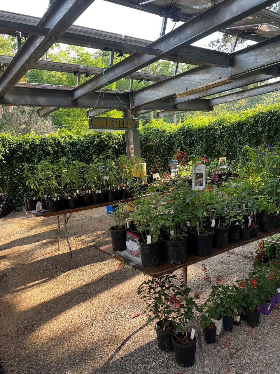 The plant sale at the UF/IFAS Leon County Extension Open House offers a diverse selection of meticulously propagated plants, including hundreds of milkweed ready to be homed.