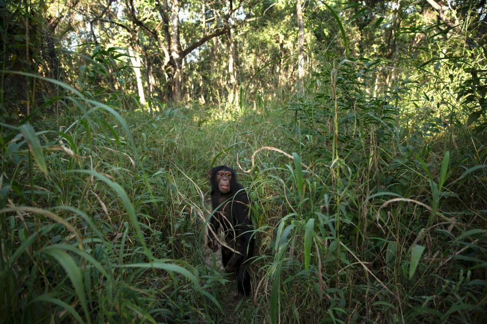 6 year old Tya, a chimpanzee, looks out of the grass during a bushwalk at the Chimpanzee Conservation Centre (CCC) on November 30, 2015 in Somoria, Guinea