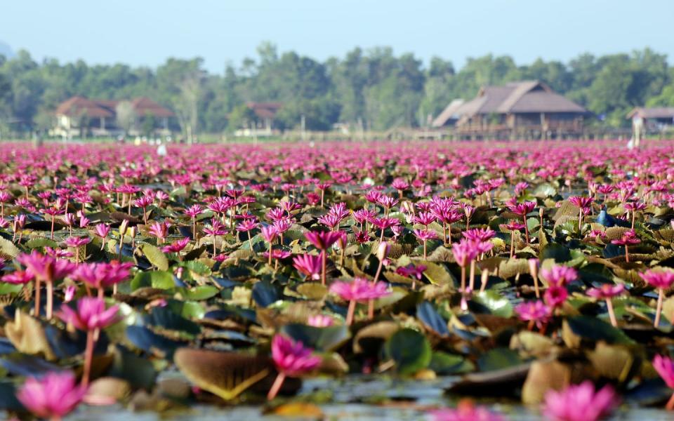 Thale Noi: Thailand