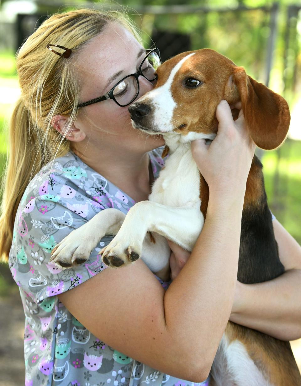 Shannon Rooney, kennel manager, snuggles a beagle at Brevard Humane Society. The shelter took in 8 male beagles several months ago as part of a rescue from the Envigo mass breeding facility in Virginia, following an undercover investigation by PETA, where many of the poorly treated pups were bound for animal testing laboratories.