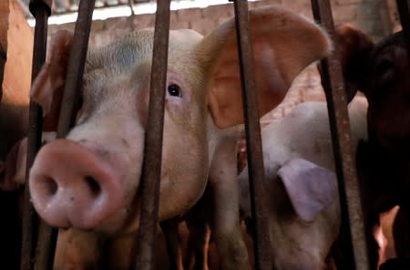 Pigs are seen at a farm outside Hanoi