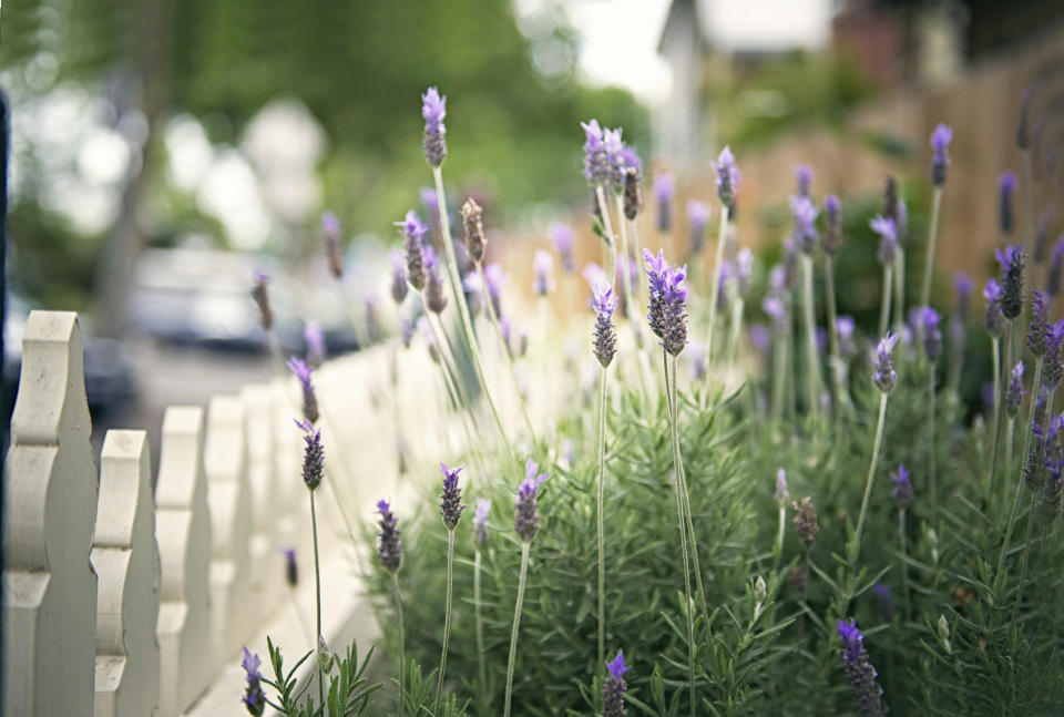 a lavender plant by a fence