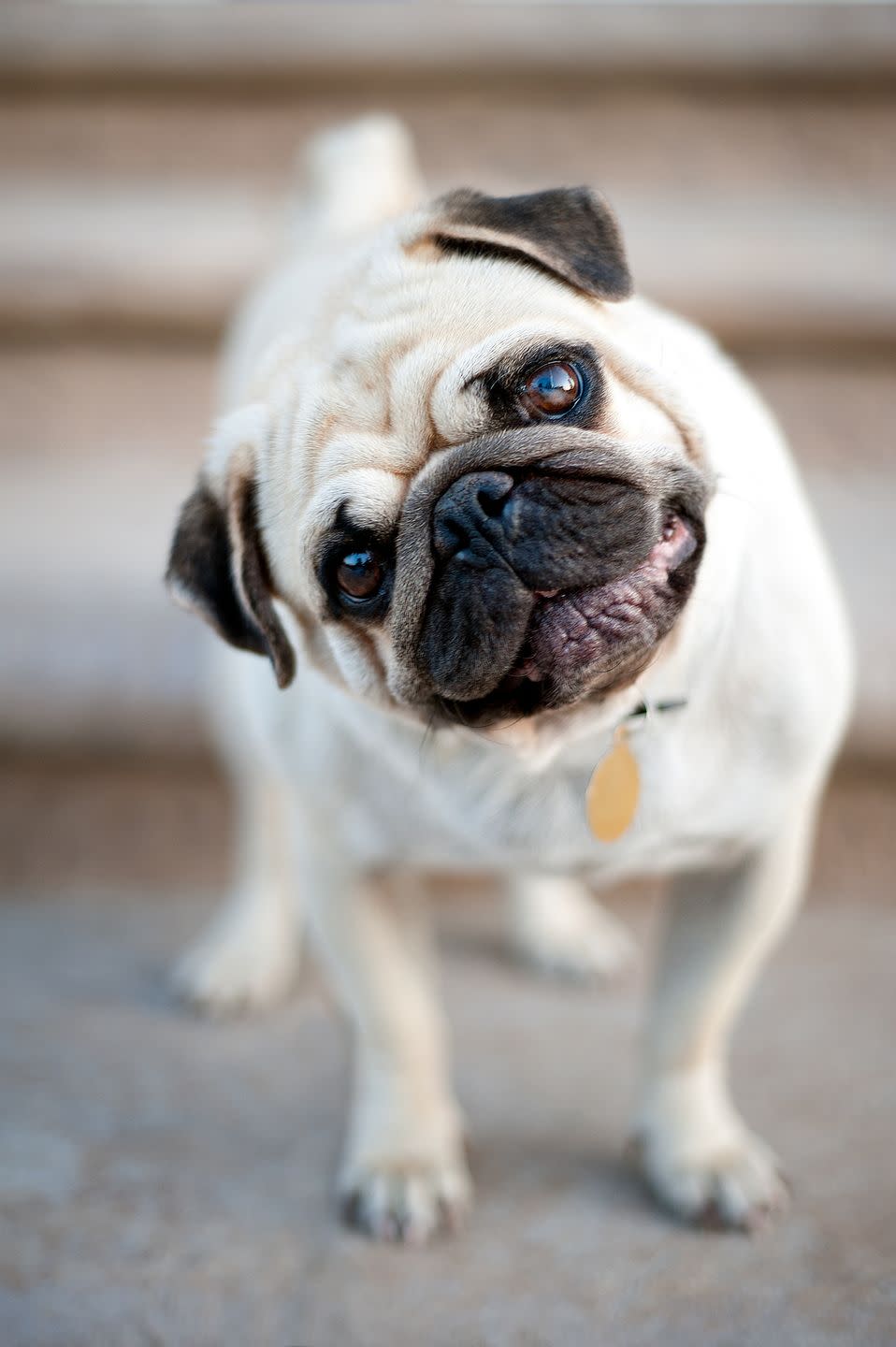 8) Pug