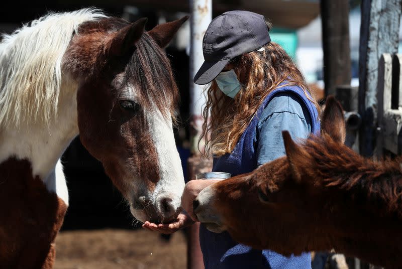 Nora Perez, President of APRE (Equine Rescue Protection Association), feed mistreated horses rescued by the association, at their refuge, in Lanus, on the outskirts of Buenos Aires