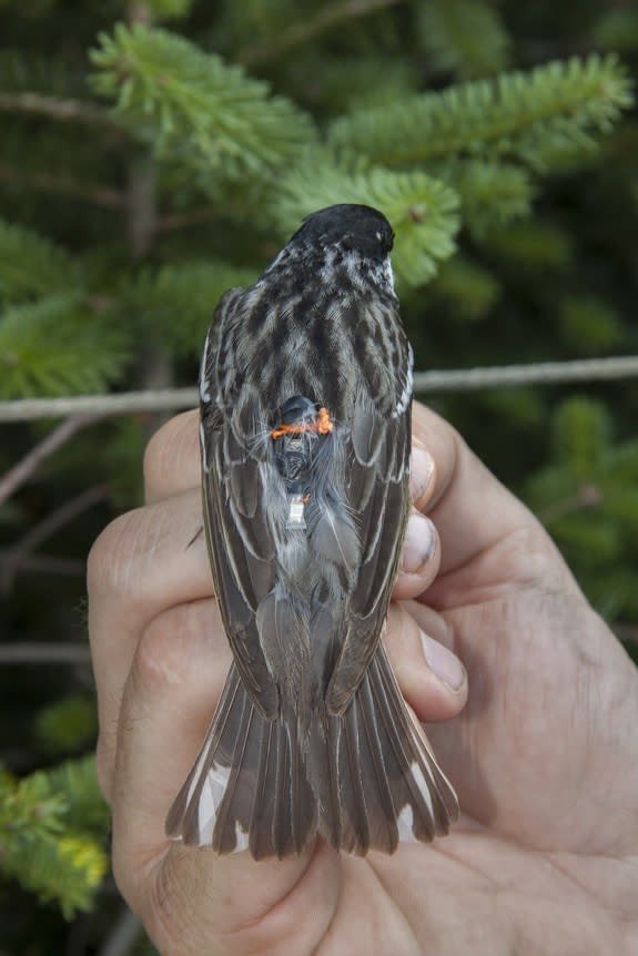 A male blackpoll warbler with a geolocator on its back.