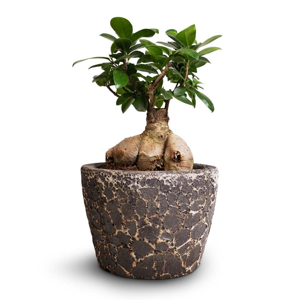 Ficus Ginseng in a ceramic pot