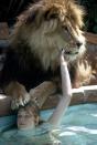 <p>A young Melanie Griffith relaxes in the pool with the family pet lion Neil in 1971. </p>