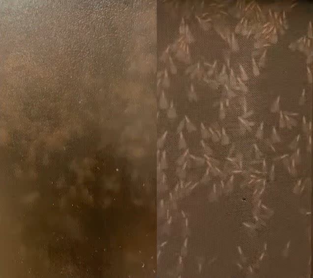 原PO打開玻璃窗，發現紗窗上有許多大水蟻在爬。（圖／翻攝自 路上觀察學院）