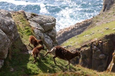 Goats are seen during the Cloud Appreciation Society's gathering in Lundy