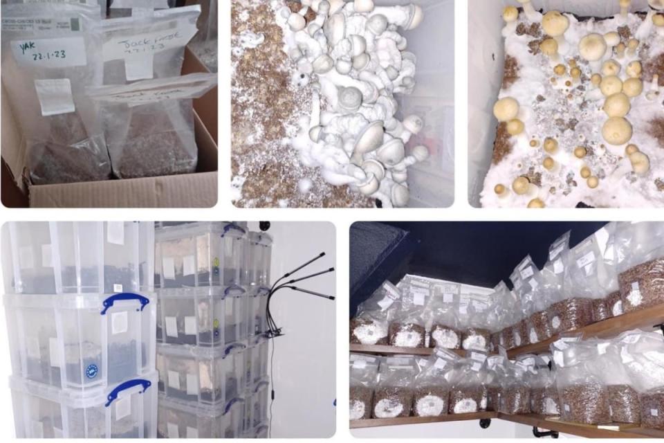 Greenwich Creekside mushroom and cannabis factory <i>(Image: Met Police)</i>