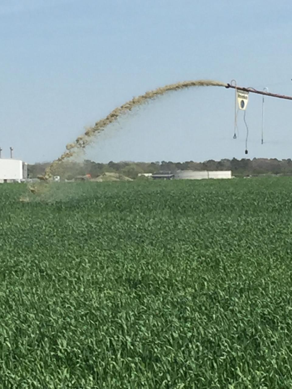 Residents on Herbert Lane, a gravel road off Del. 24 that runs between Mountaire Farms' spray fields, grew concerned when they noticed this muck shooting from the ends of a spray irrigation rig. Normally, water sprayed on these fields is clear, and does not shoot out of the end of the equipment.